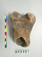 藏品(獸骨)的圖片